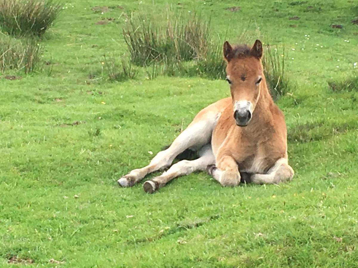 Exmoor Retreat On Two Moors Way Withypool ภายนอก รูปภาพ