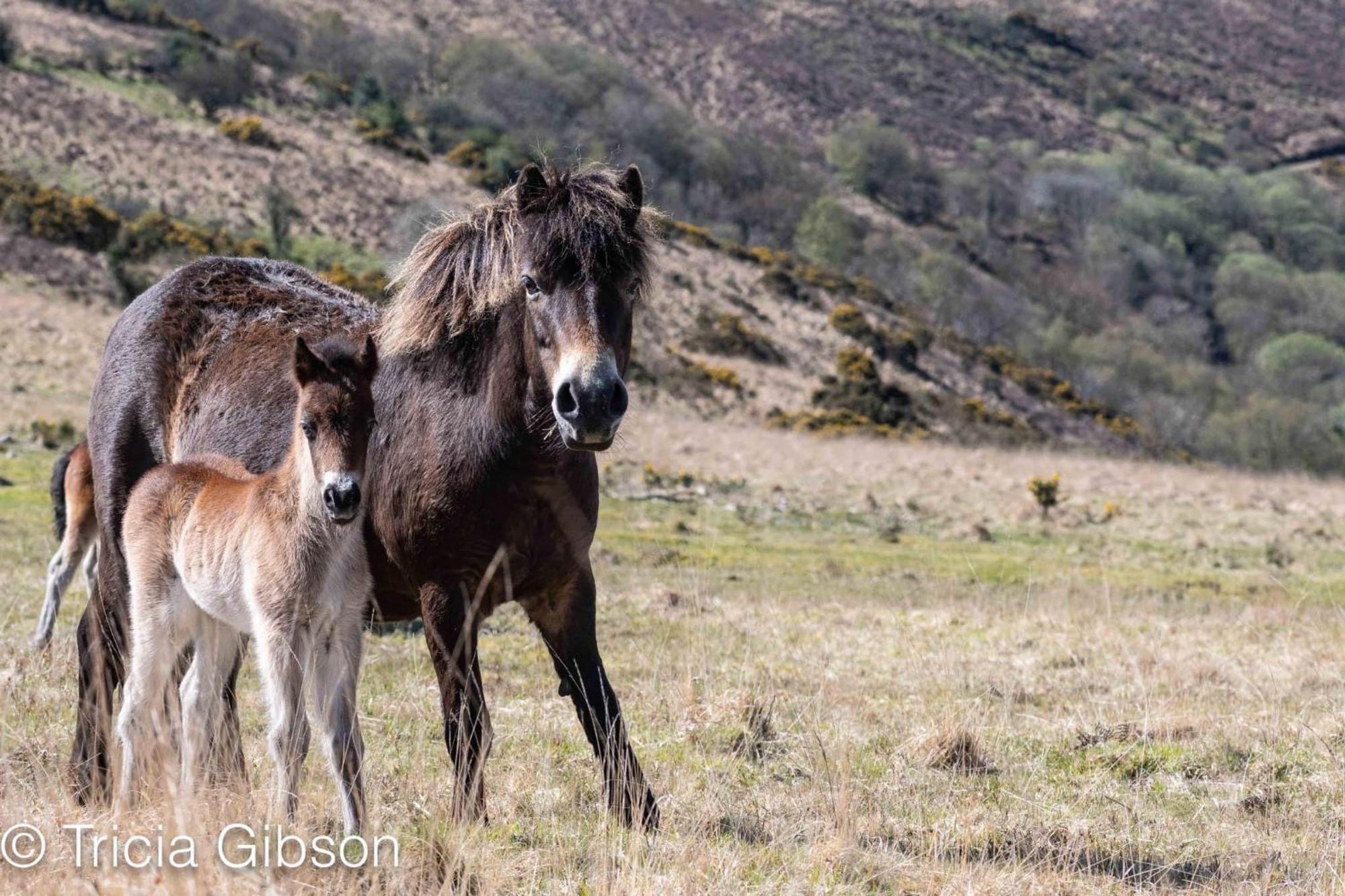 Exmoor Retreat On Two Moors Way Withypool ภายนอก รูปภาพ